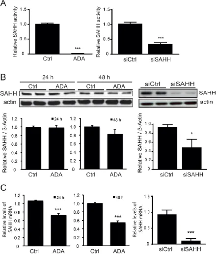 Figure 1 - Inhibition of cellular SAHH activity. (A). Adenosine dialdehyde (ADA) or siSAHH was used  to  decrease  SAHH  activity