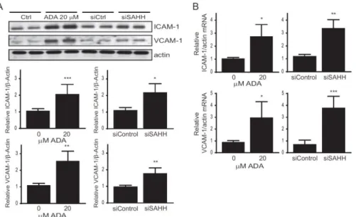 Figure  4  -  Adhesion  molecules  expression  is  increased  by  pharmacological  or  siRNA-mediated  suppression of SAHH