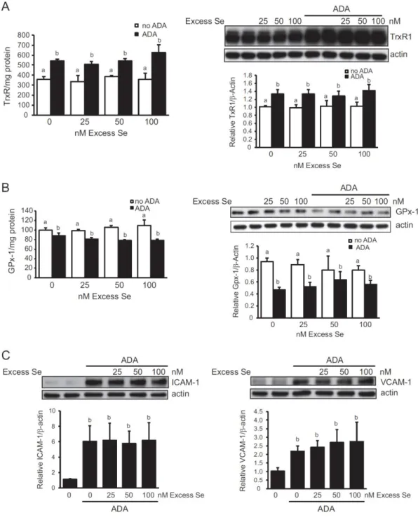 Figure 8 - The effects of excess selenium on TrxR1 and GPx-1 expression.  Selenium in the form of  sodium selenite was added to media that contained 37 nM selenium for 48 h prior to exposure to ADA for  an  additional  48h  in  the  presence  and  absence 