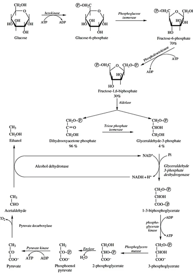 Figura 4.  Vias metabólicas da glicólise e fermentação alcoólica.  (Ribereau-Gayon et al., 2006) 
