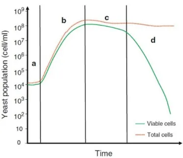 Figura 7.  Curva de crescimento das leveduras: a. fase de latência; b. fase exponencial; c