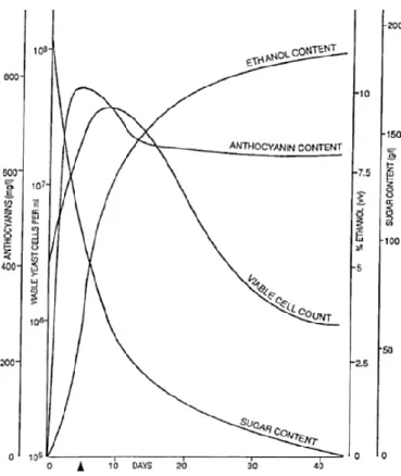 Figura 8.  Ciclo de crescimento das leveduras e cinéticas de fermentação em mosto com alto  teor de açúcar 