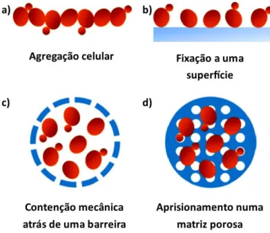 Figura 9.  Métodos de imobilização celular: a) agregação celular; b) fixação a uma superfície; c)  contenção mecânica atrás de uma barreira; c) aprisionamento numa matriz porosa