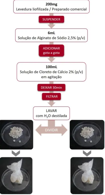 Figura 11.  Imobilização de leveduras em alginato de cálcio.