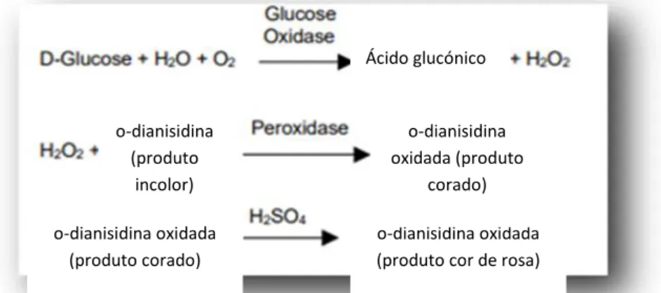 Figura 6 - Quantificação de glucose (adaptado de Glucose (GO) Assay Kit, Sigma-Aldrich)
