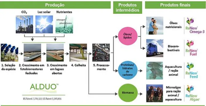 Figura 2.1 - Diagrama processual de uma biorefinaria com comercialização de produtos a partir de  microalgas (adaptado de Cellana (2013)) 