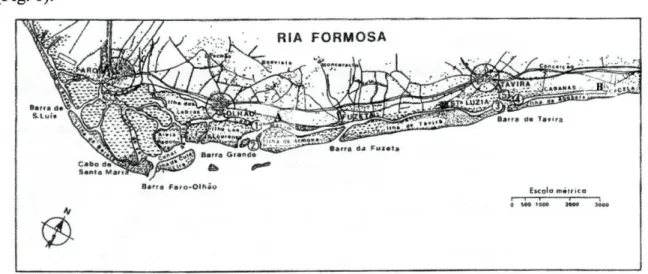 Fig. 1 - Mapa da Ria Formosa (adaptado de Falcão et ai, 1991), com indicações dos locais onde se  desenvolveram as experiências (A - Marim; B - Cacela)