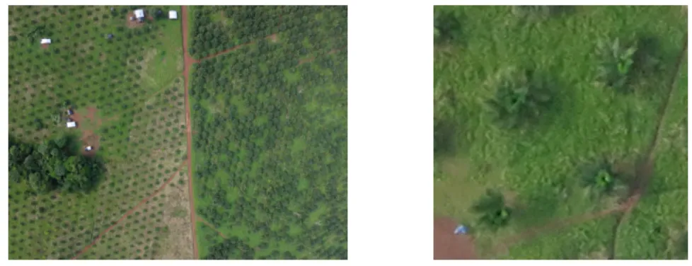 Figure 3.4: Example of original image and cropped image