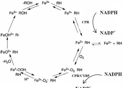 Figura  1.1:  Ciclo  catalítico  dos  citocromos  P450  (CPR:  NADPH-oxidoreductase  do  citocromo  P450; 
