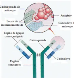 Figura 1.Estrutura básica da molécula de anticorpo, exibindo detalhadamente a região de ligação com o  antigénio (Retirado de Cruz, 2008) 