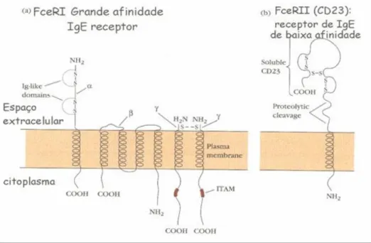 Figura  2.  Esquema  representativo  dos  dois  tipos  de  receptores  de  IgE  (FC_RII  e  FC_RI)  (Retirado  de  http://evunix.uevora.pt/~sinogas/TRABALHOS/2002/imuno02_alergias.htm)