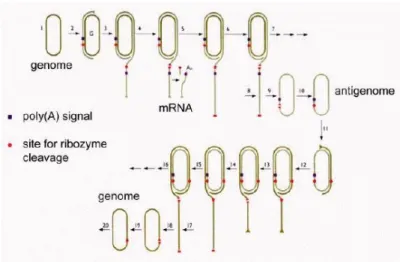 Figura  5:  Modelo  proposto  por  J.  Taylor  que  sugere  a  utilização  exclusiva  da  RNA  pol