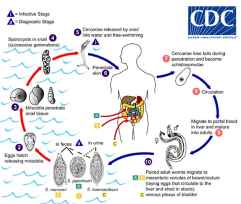 Figura 2 - Ciclo de vida do Schistosoma. Center for Disease Control and Prevention. Parasites – Schistosomiasis  Biology