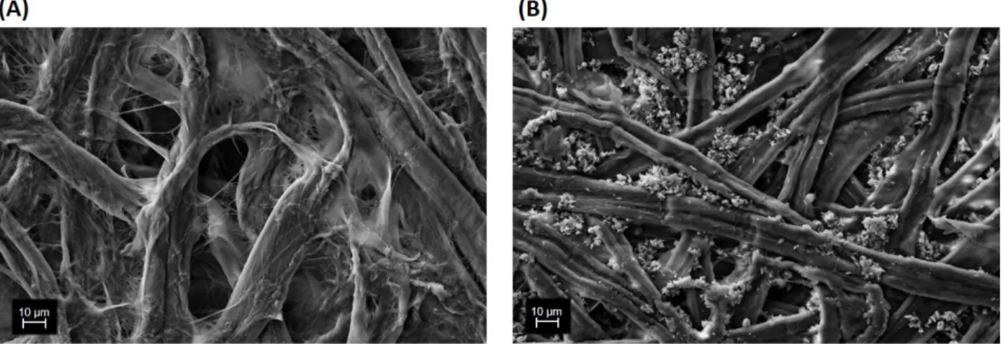 Figure  3.1- Morphology of the paper substrates used. (A) SEM image of Whatman paper; (B) SEM image of office  paper