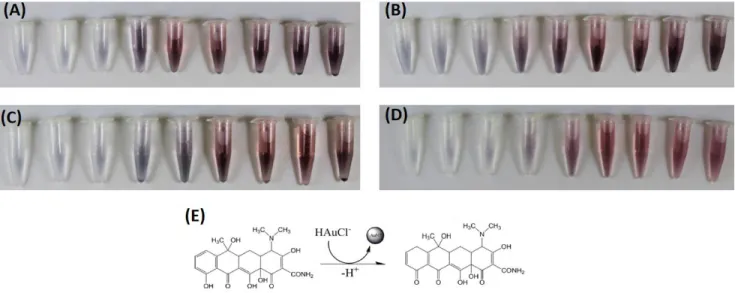 Figure 3.7 shows  the  evolution  of the  UV-Vis spectrum  of AuNPs  and the  absorbance  changes  at 526 nm in the  presence of different  concentrations  of TC