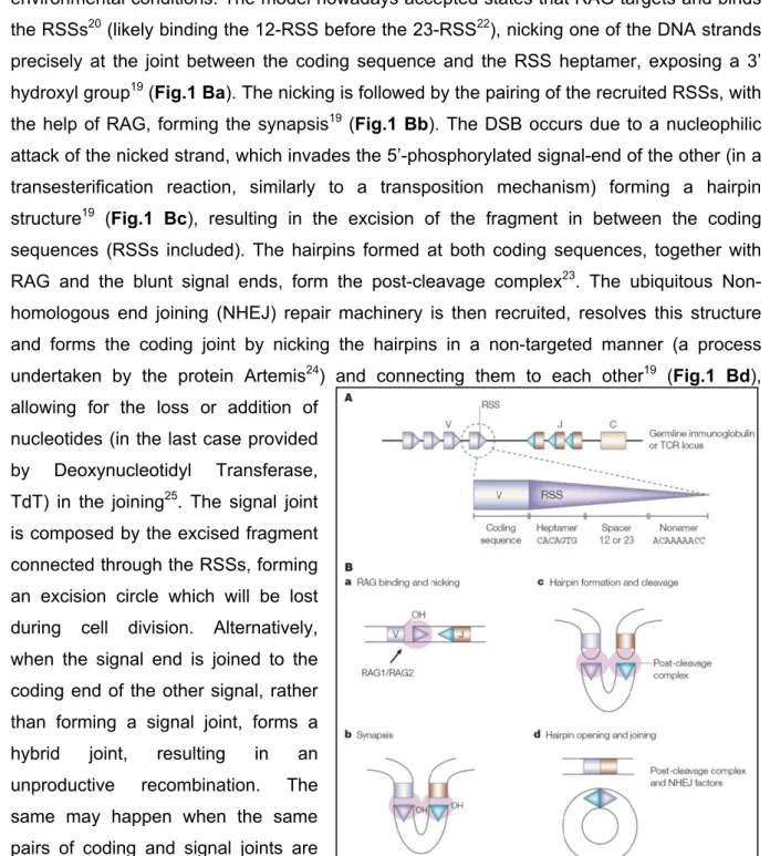 Figure 1. Schematic representation of V(D)J recombination. A. AR organization B. Snapshots of  V-J reaction Ba