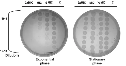 Figure 5. Left agar plate with the viability dilution from the exponential  growth phase and right the agar plate with the viability dilution from the  stationary growth phase