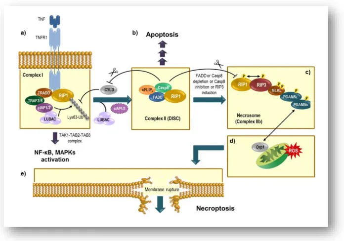 Figure 1: TNF-induced formation of apoptotic and necroptotic signaling complexes (see text for  details)