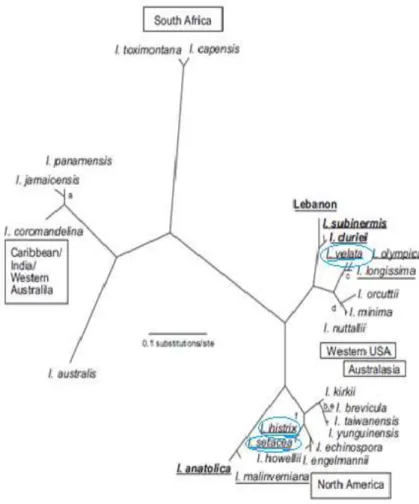 Figura  3.  Filograma  do  género  Isoetes,  representando  a  maioria  dos  clados  a  nível  mundial  e  as  posições  filogenéticas,  destacando  as  espécies  de  Isoetes  estudadas  (destacadas  a  azul)  e  todas  espécies do género que ocorrem na ba