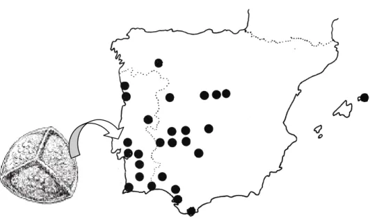 Figura 6. Distribuição de Isoetes velatum na Península Ibérica (Fonte: Prada, 1983) e ilustração do  seu esporo (Castroviejo et al., 1986)