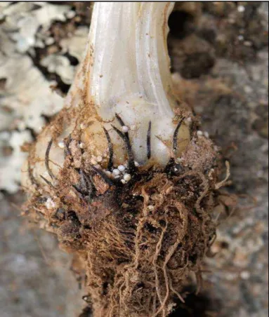 Figura  8.  Promenor  do  aspecto  das  raízes  de  um  exemplar  da  espécie  I.  histrix  (retirado  de  Trombetti, 2010)