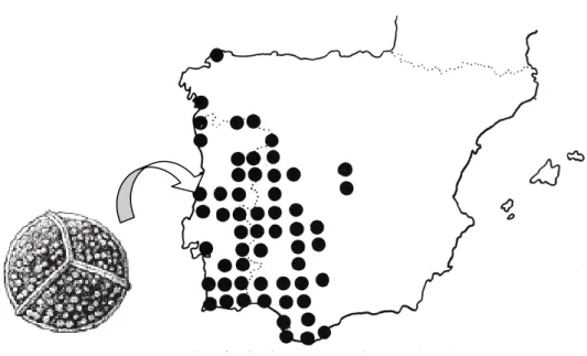 Figura 10.  Distribuição  de  Isoetes  histrix na  Península  Ibérica (Fonte:  Prada,  1983)  e  ilustração  do  seu esporo (Castroviejo et al., 1986)