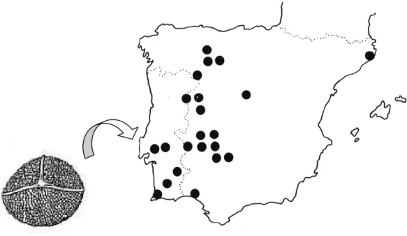 Figura  13.  Distribuição  de  Isoetes  setaceum  Lam.  na  Península  Ibérica  (Fonte:  Prada,  1983)  e  ilustração do seu esporo (Castroviejo et al., 1986)