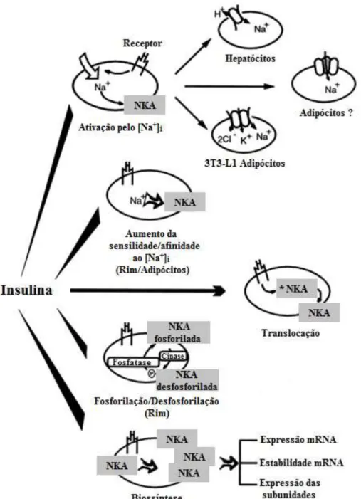 Figura  5:  Mecanismos  de  regulação  da  Na,K-ATPase  (NKA),  mediada  pela  insulina  –  Ativação  pela  concentração  intracelular de Na +  ([Na + ] i ), aumento da sensibilidade/afinidade à [Na + ] i , fosforilação/desfosforilação e biossíntese  da NK