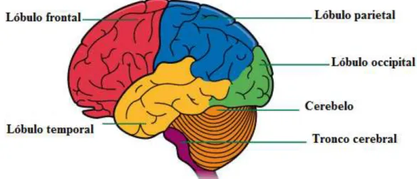 Figura 6: Organização do cérebro nos diferentes lóbulos. 
