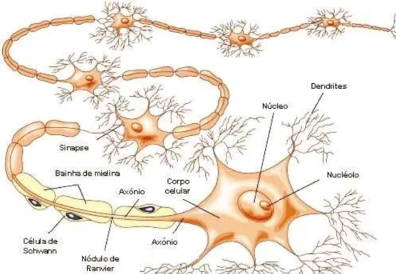 Figura 7: Esquema da constituição típica de um neurónio. 