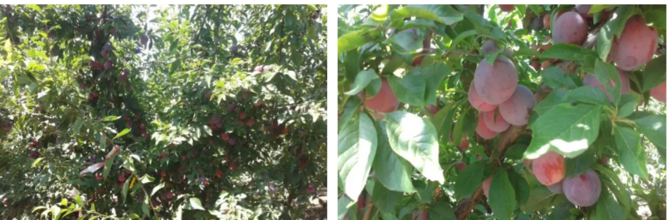 Fig. 7 - Aspecto geral das árvores à colheita em finais de Junho de 2015, estado fenológico J (Frutos maduros)