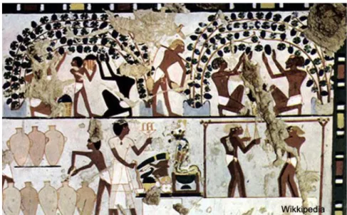Figura 3 - Ilustração da apanha da uva e transformação em vinho (retirado de  www.ancient-origins.net) 