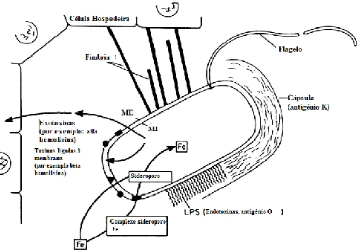 Figura 2: Representação da interação das E. coli com a célula hospedeira. ME: membrana  externa, MI: membrana interna (Johnson, 1991)