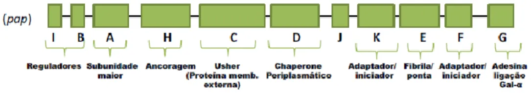 Figura 4: Organização do operon da P Fimbriae (adaptado de Cunha, 2014). 