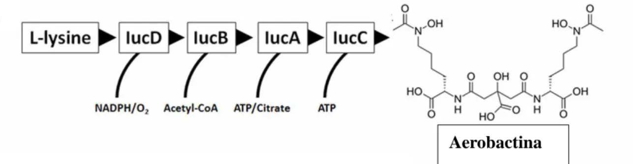 Figura 6: Organização dos genes iucABCD necessários à síntese da aerobactina. A  atividade enzimática sequencial de IucD, IucC e IucA converte a L-lisina na aerobactina,  um importante captador de ferro (adaptado de Troxell, 2013)