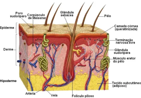 Figura   13:   Camadas   da   pele                                                Fonte:   http://www.beautyfacebeautyprice.com/a-­‐nossa-­‐pele-­‐2/       