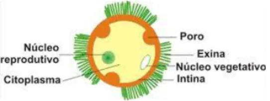 Figura 3 - Esquema representando as estruturas num grão de pólen. 