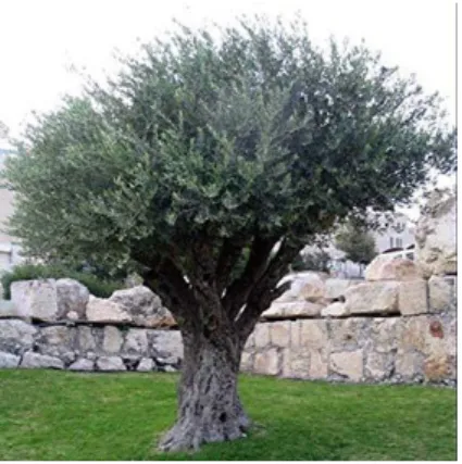 Figura 6 - Fotografia de uma árvore Olea europaea  (obtido de [2]). 