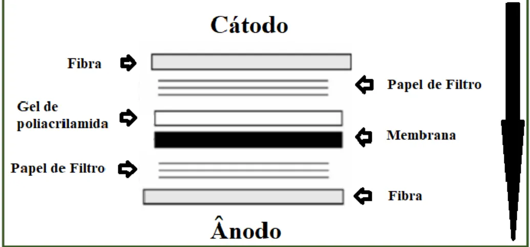 Figura 7 - Estrutura da &#34;Sandwich&#34;. Adaptado de (Kurien &amp; Scofield, 2015)