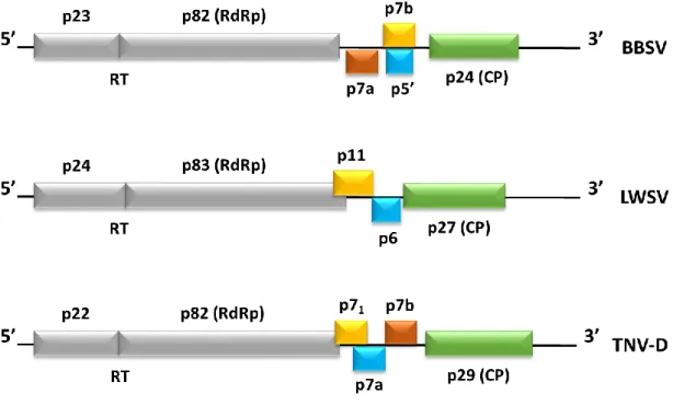 Figura  2  –  Estruturas  do  genoma  de  diversos  vírus  pertencentes  aos  géneros  Aphanecrovirus e  Betanecrovirus  (OMMV – Olive mild mosaic virus; TNV-A – Tobacco necrosis virus A; BBSV – Beet black scorch virus; LWSV – Leek  white stripe virus; TNV