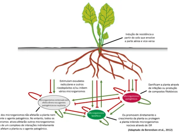 Figura  5  –  Interações  na  rizosfera.  As  plantas  são  capazes  de  influenciar  a  composição  e  atividade  dos  microrganismos da rizosfera através da exsudação de compostos que estimulam (setas a verde) ou os inibem (setas  de bloqueio a vermelho)