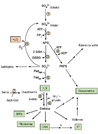 Figura 8 – Assimilação de sulfato como plataforma para a biossíntese de compostos de defesa que contêm enxofre,  representados nas caixas a verde