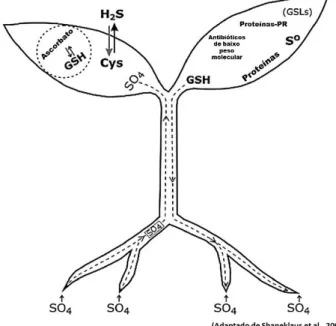 Figura 9 - Metabolitos que contêm enxofre envolvidos na SIR.  