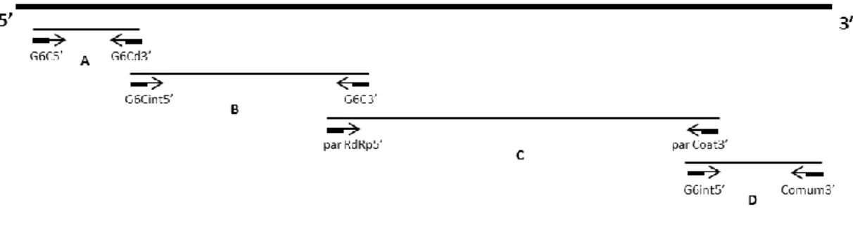 Figura 11 - Localização no genoma, dos locais de complementaridade dos primers utilizados para amplificar cada  um dos fragmentos A, B, C e D