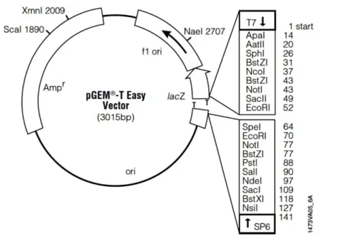 Figura 12 - Esquema do vetor pGEM®-T Easy utilizado para clonar os vários fragmentos do genoma viral do isolado  G1A