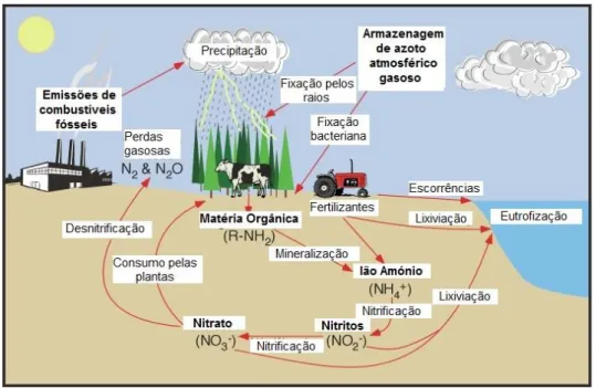 Figura 1 – O ciclo do azoto, a formação de amoníaco e a sua incorporação nos  compostos orgânicos