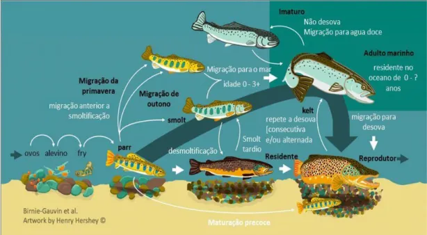 Figura 3 - Ciclo de vida da truta (Salmo truta L.).