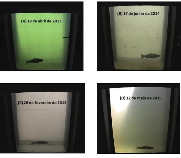 Figura 12 – Exemplos de indivíduos da espécie Salmo trutta L., utilizando o dispositivo de passagem  para peixes no Açude-Ponte de Coimbra em diferentes meses do ano