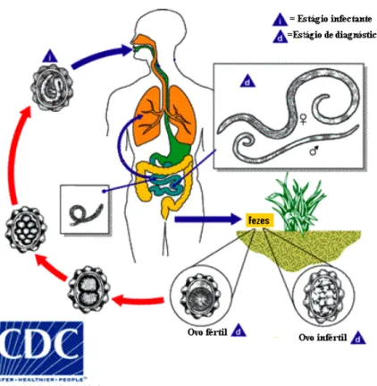 Figura 2 – Ciclo de vida de A. lumbricoides (adaptado de  http://www.cdc.gov/parasites/ascariasis/biology.html) 