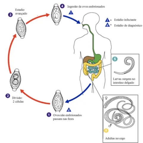 Figura 3 – Ciclo de vida de Trichuris trichiura 